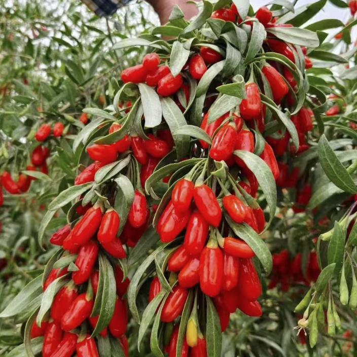 《浮生若梦》助农招工