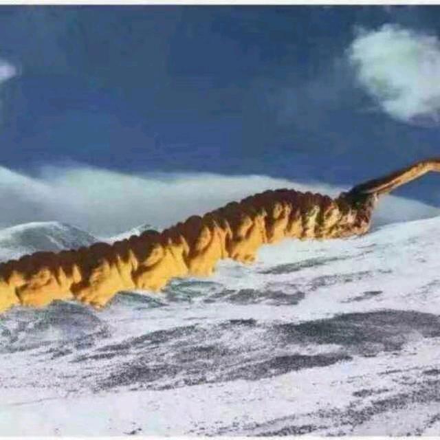 冬虫夏草