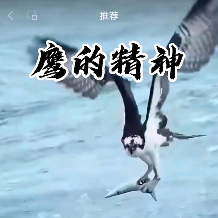 金哥