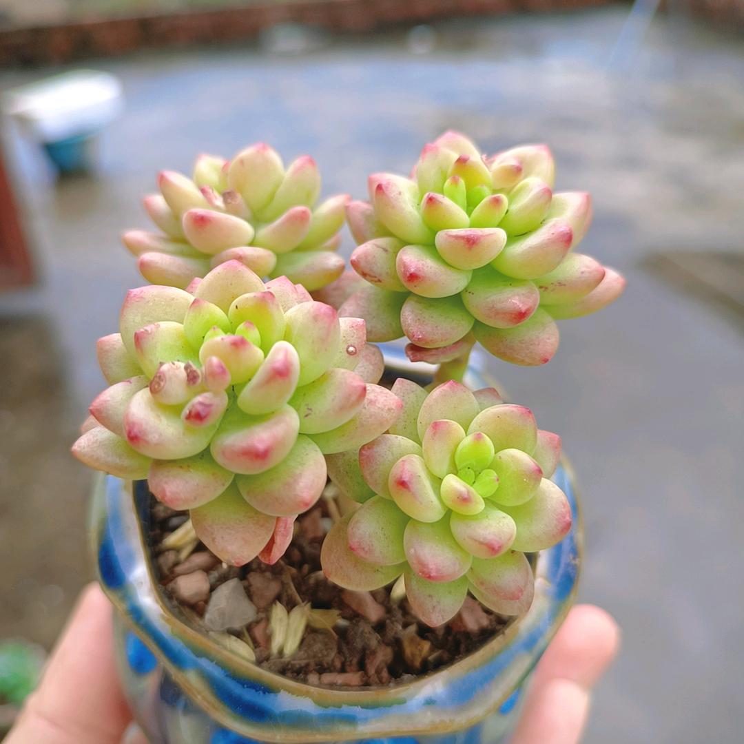 A樱子