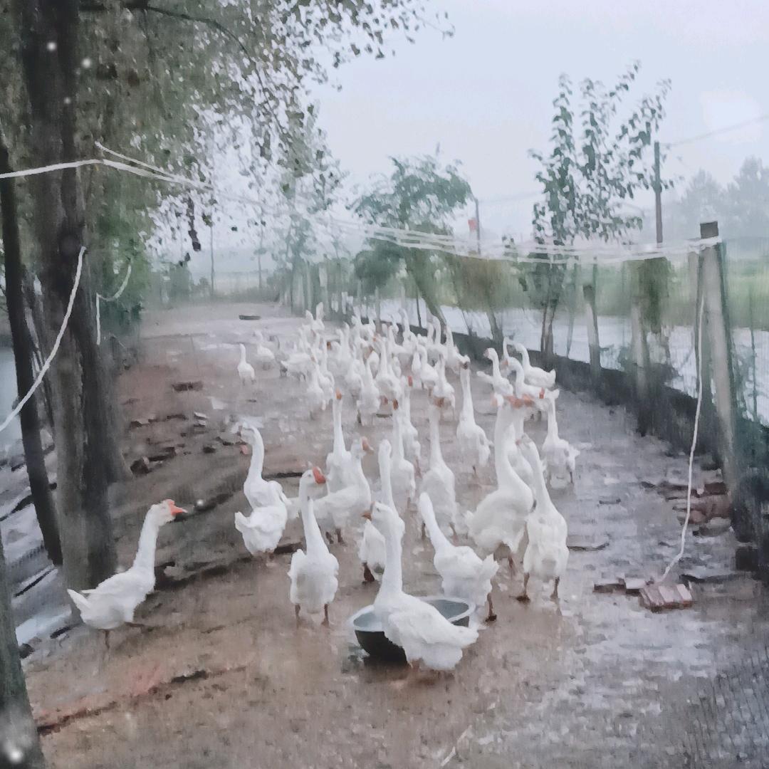 养殖户