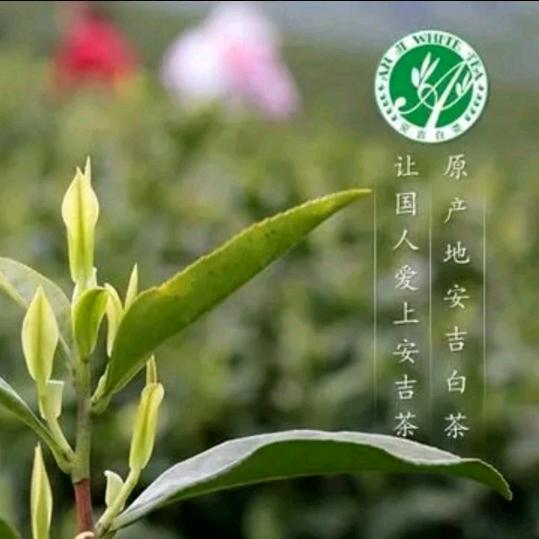 茶花四月家和万事兴