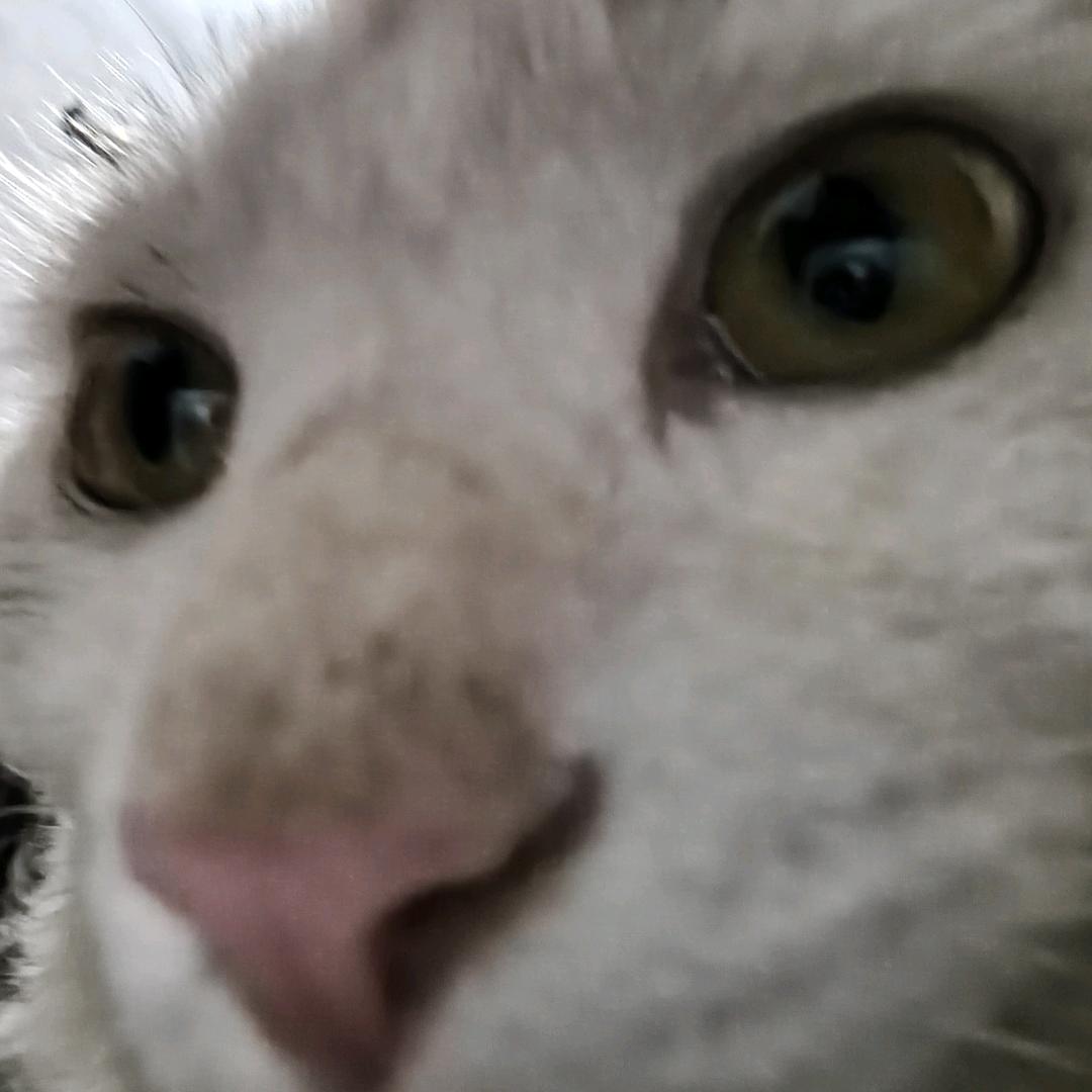 清语头像