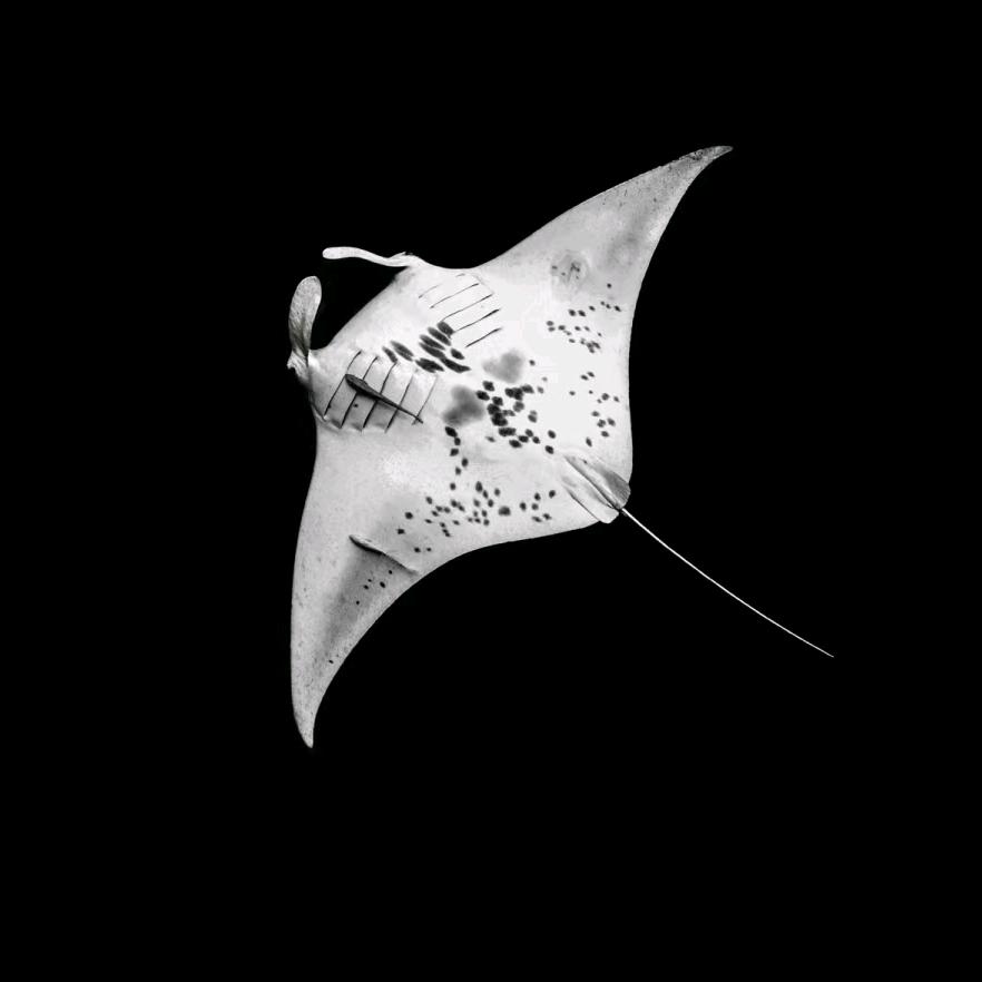 Manta