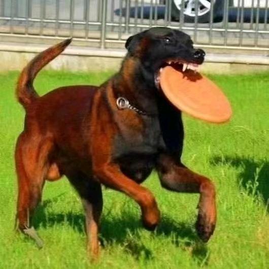 AAA- 诚心犬业
