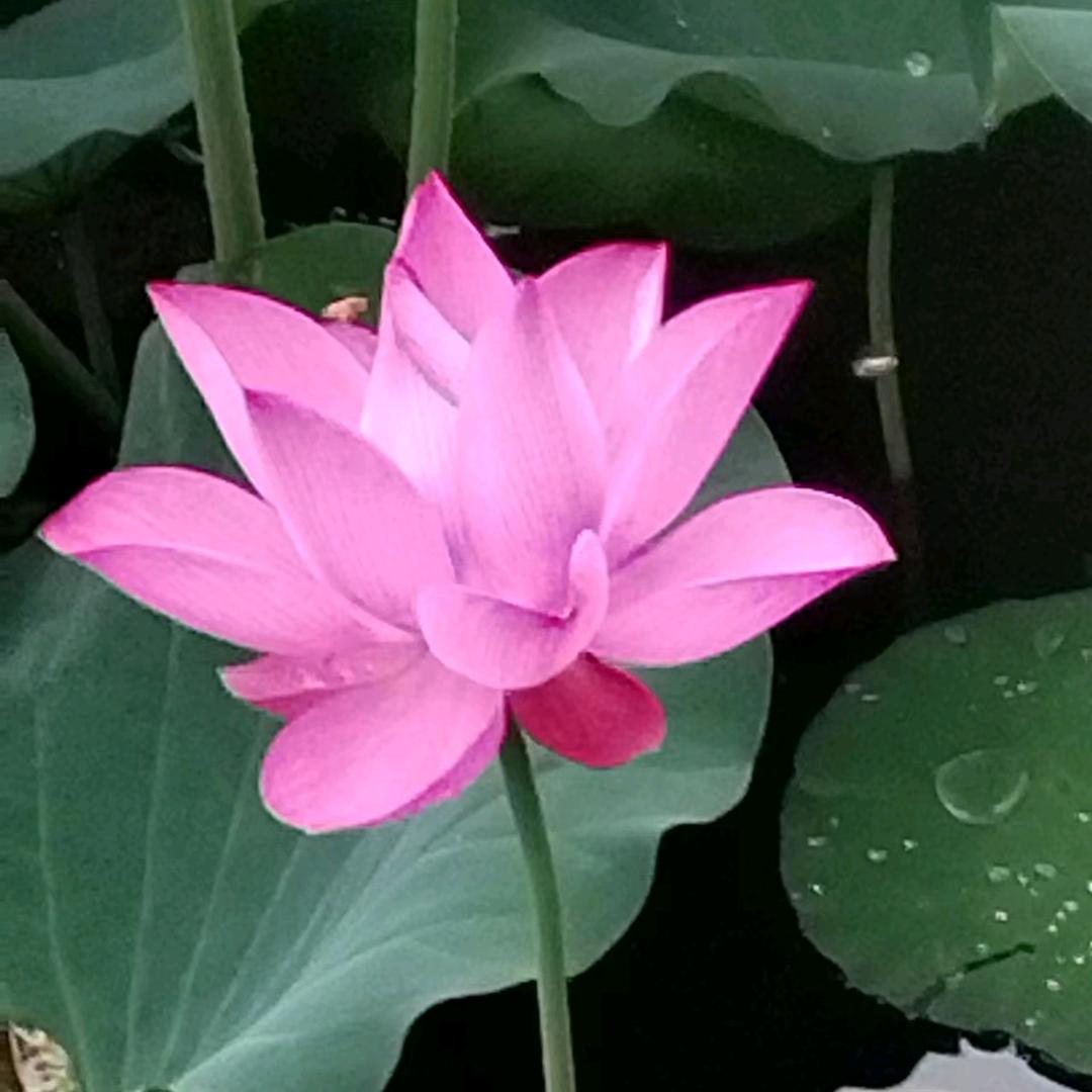 小吖