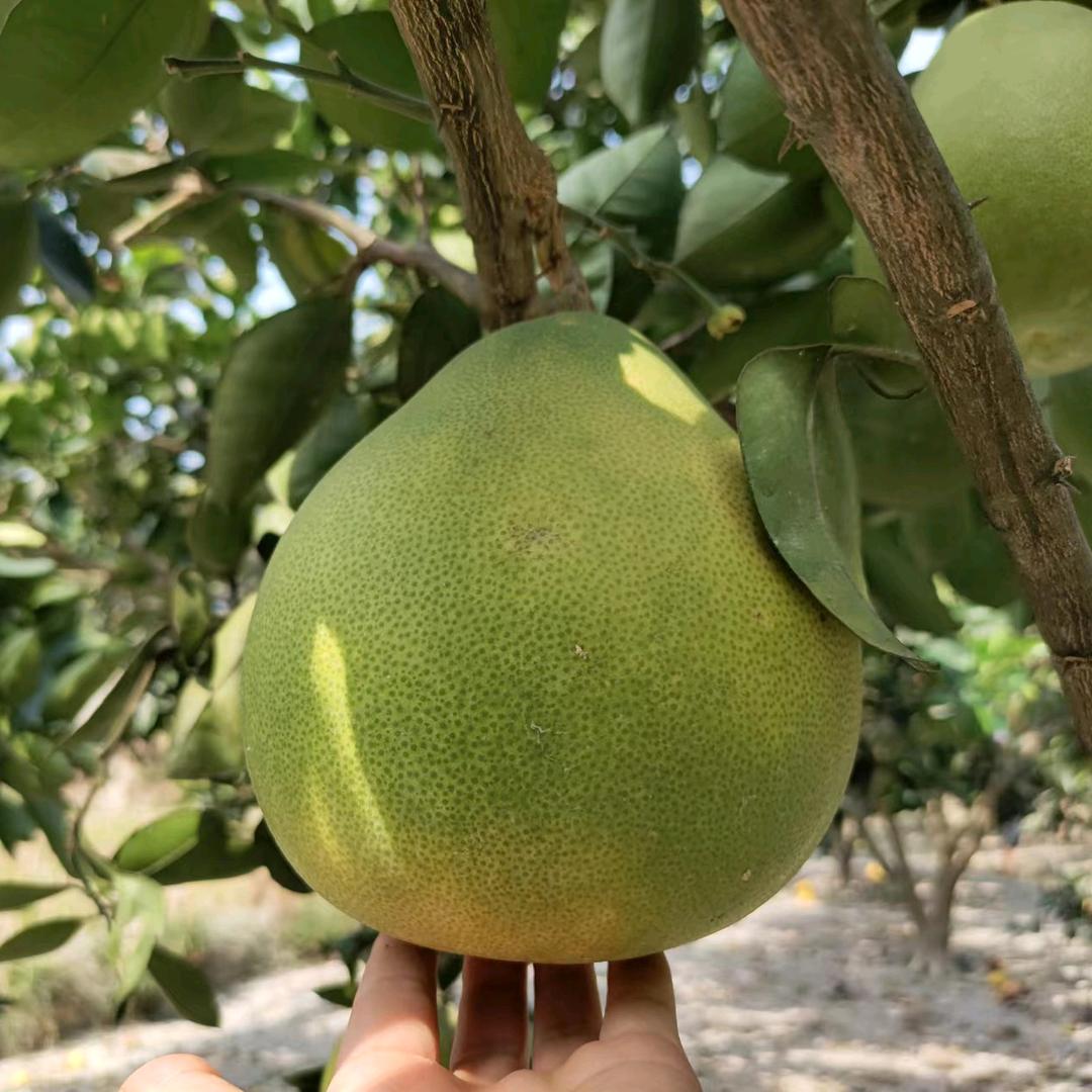 安江雪峰冰糖柚