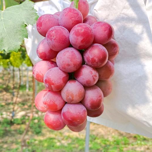 情怀陈--生之道