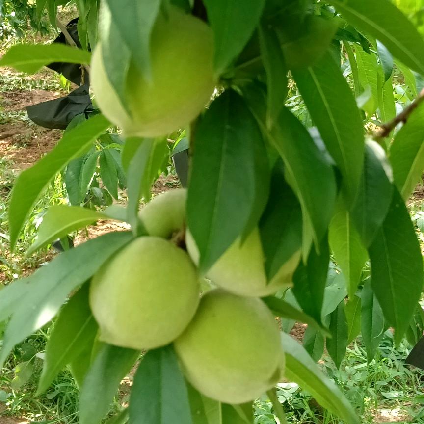 老伊