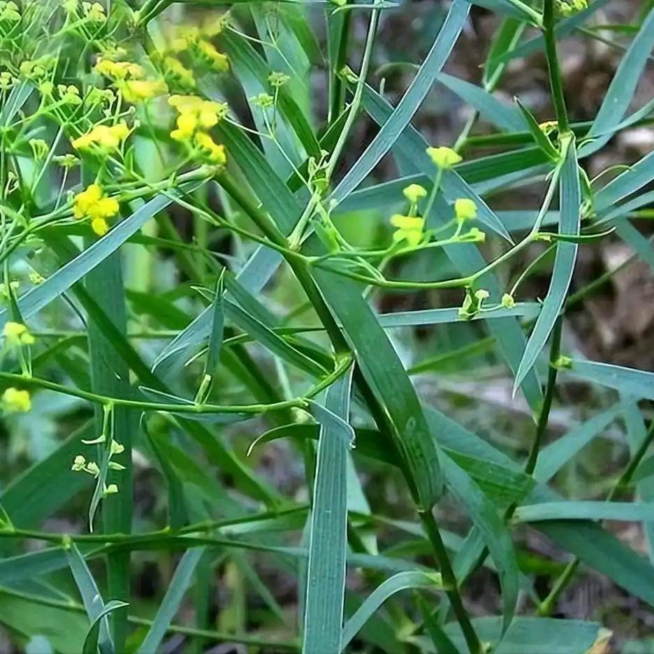 氯化钾