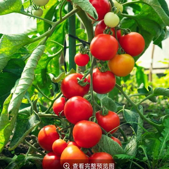 农村人月姐做三农