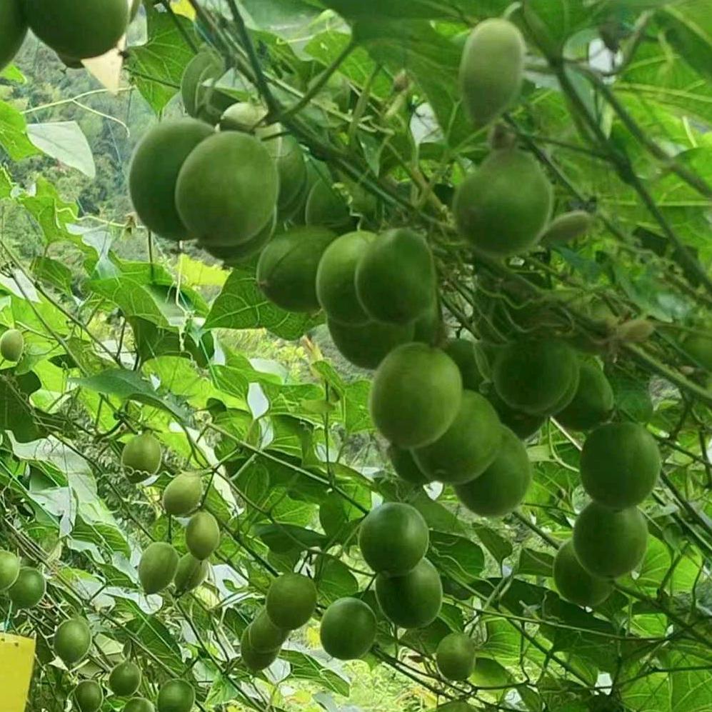 山卡卡的农民哥