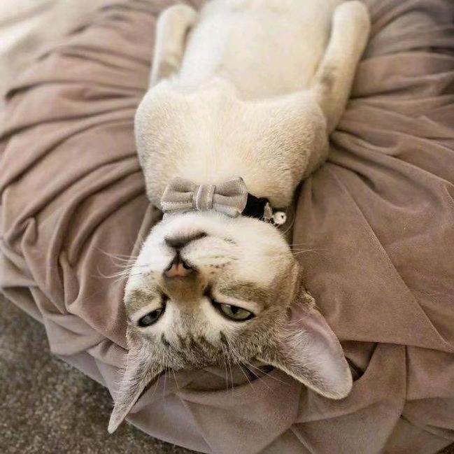 喝可乐的猫