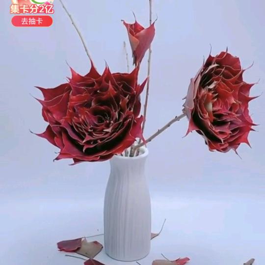 夏天（首播  晚上8∶30）