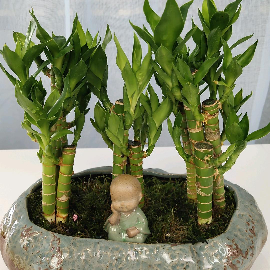 李师傅的花园