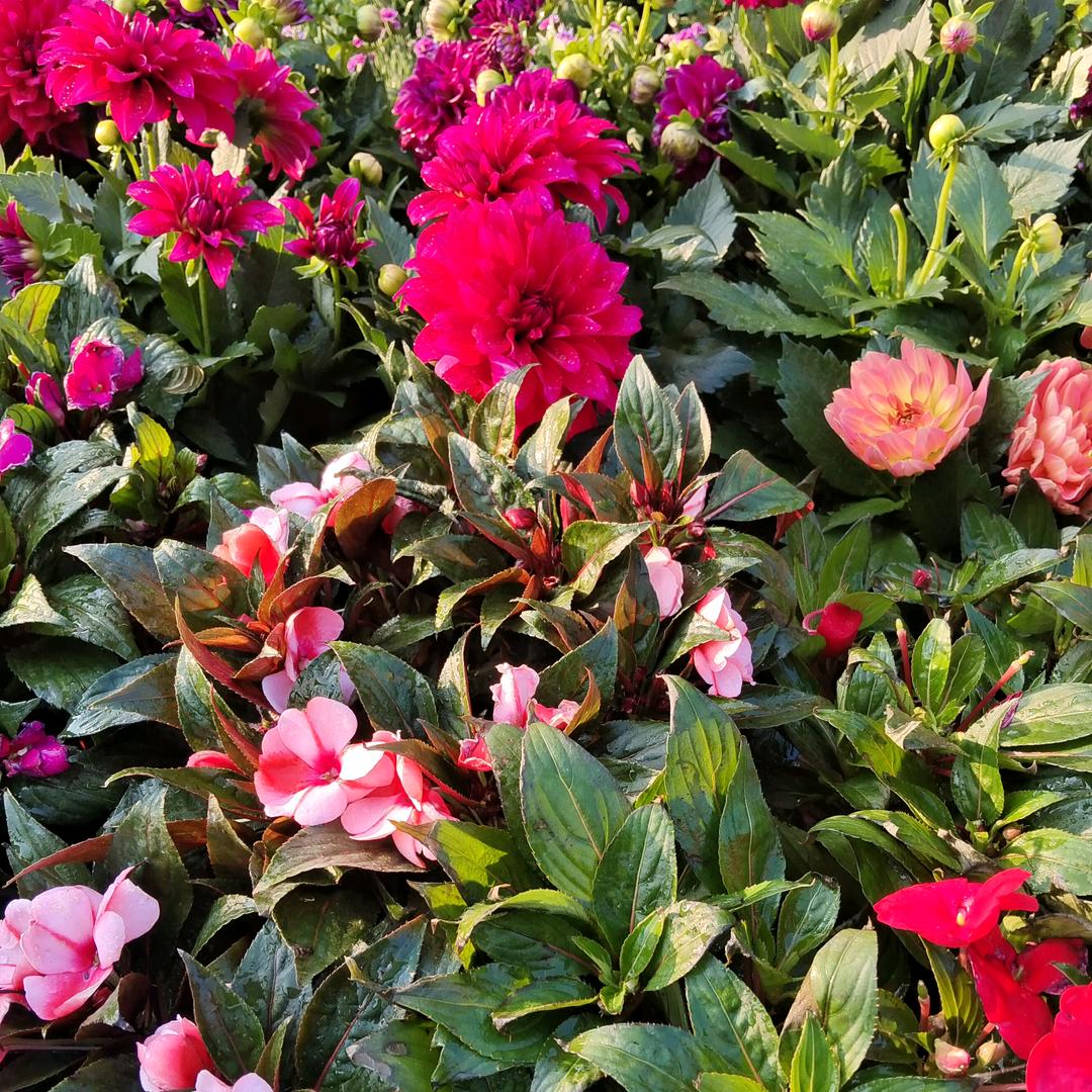 绿植小铺