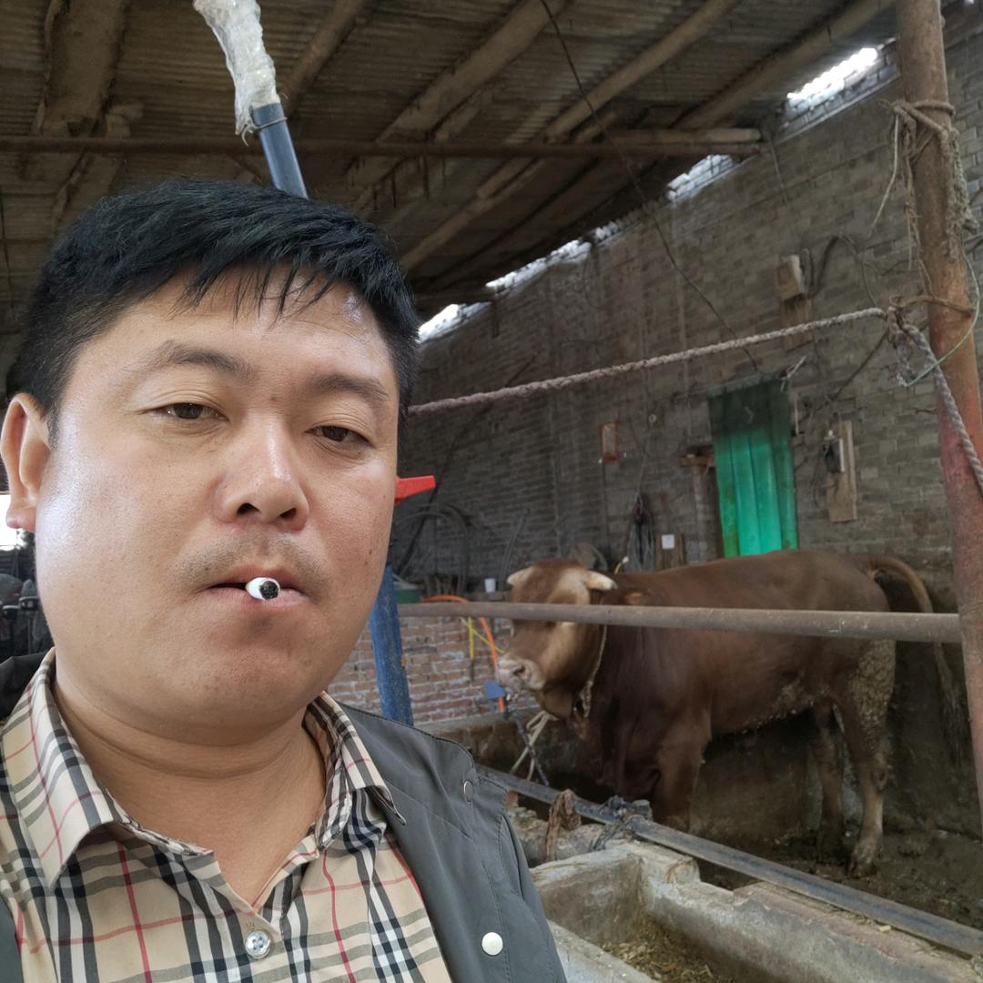 十堰市郧西县郧巴黄牛马头羊纪兵专业合作社