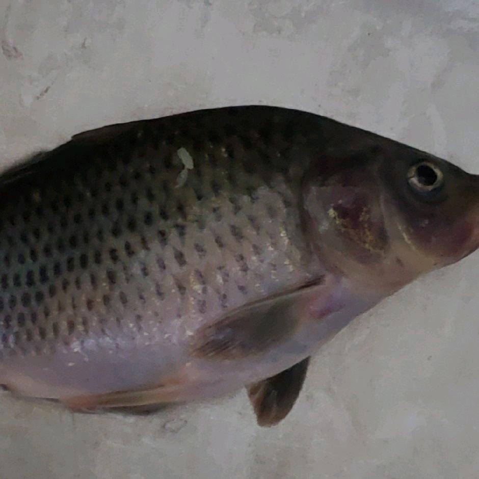 🐠🐠🐠🐠🐠五条鱼