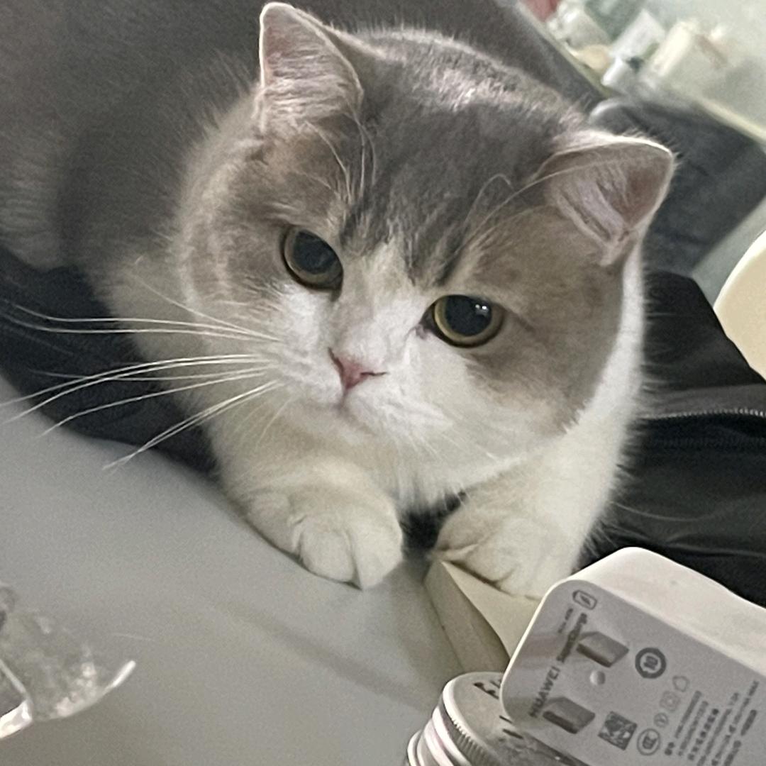 投喂一只猪