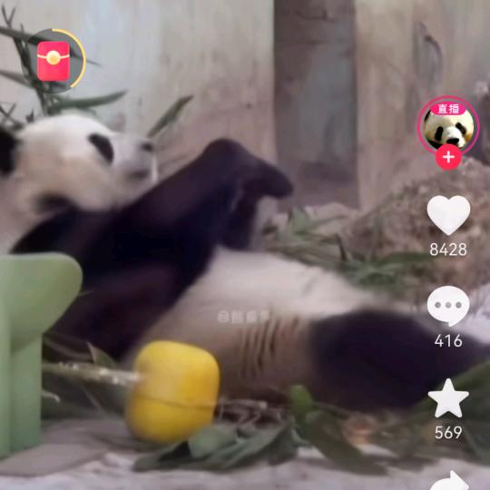 小日子过的不错的熊