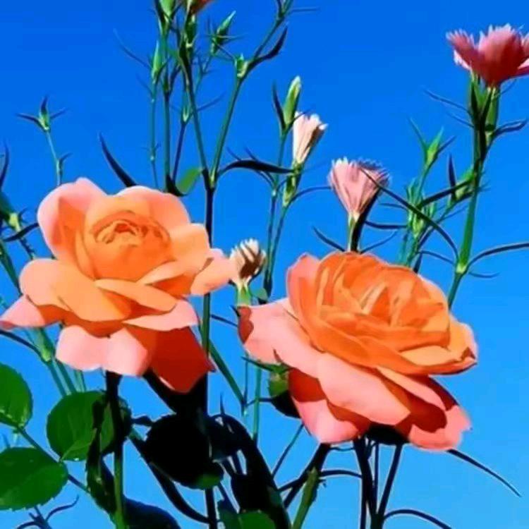 花姐爱音乐