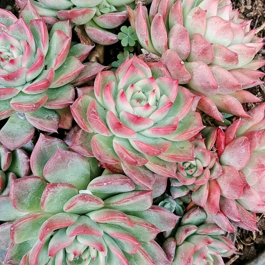 一切随合
