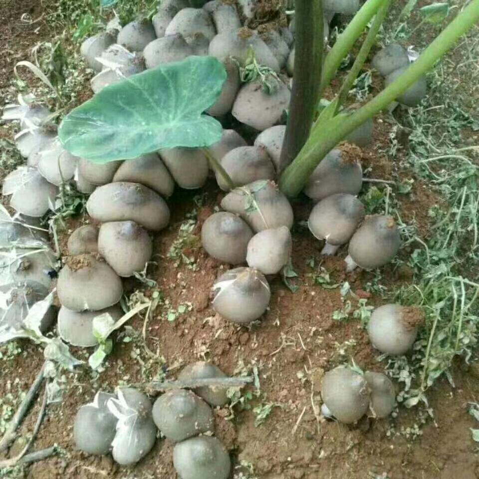 浙江嘉兴桐乡批发牛肉