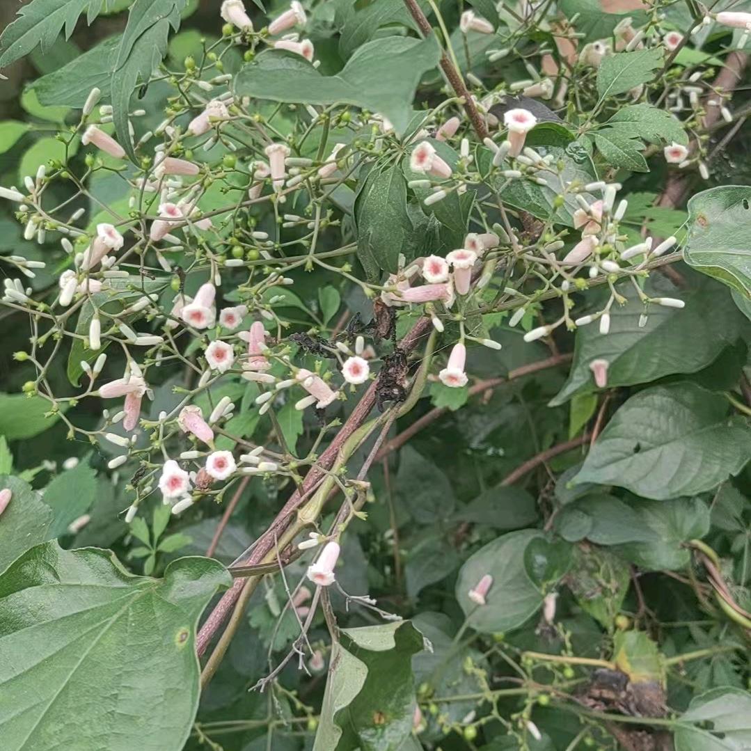 广汽丰田^O^强哥