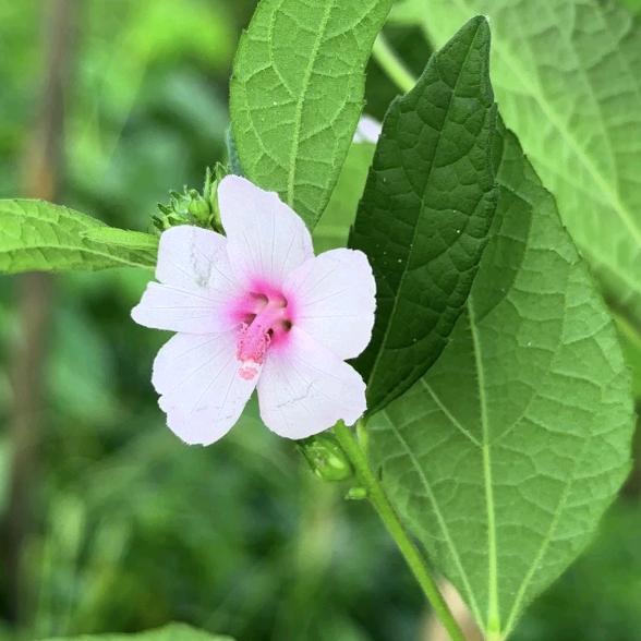 田园植语