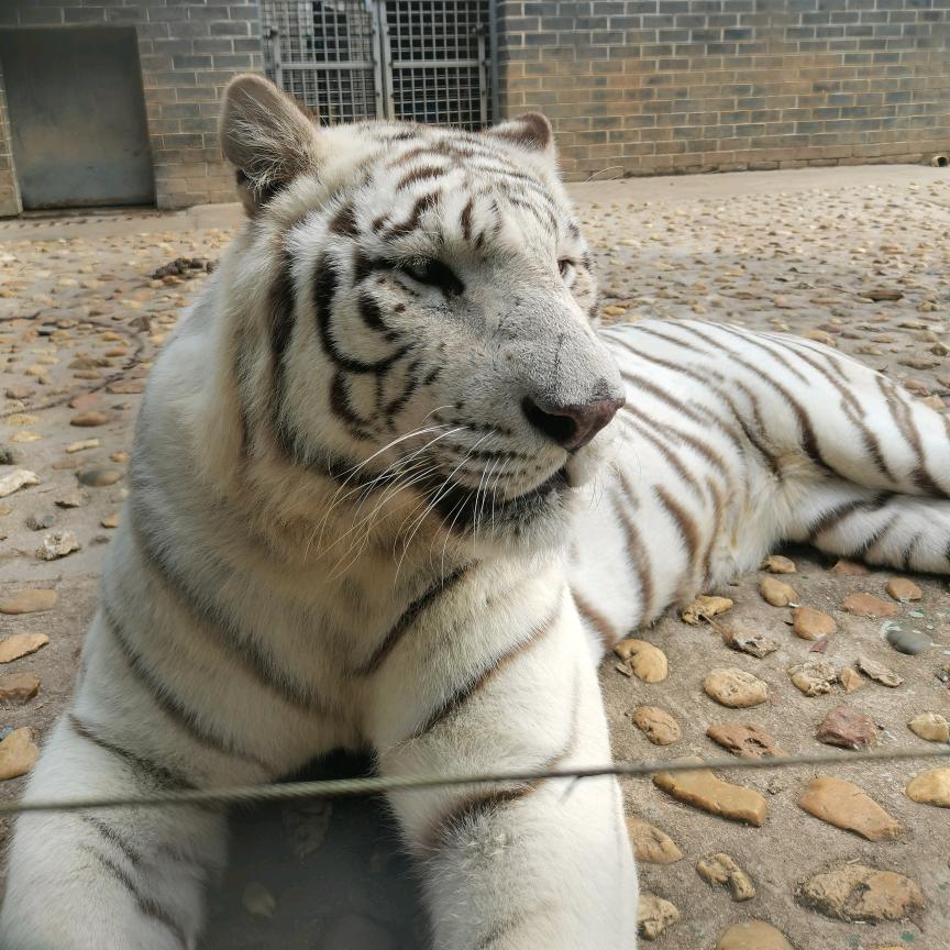 英俊骑士