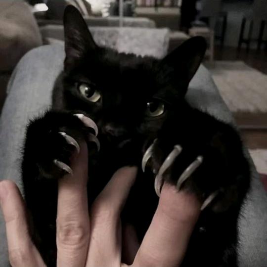 梨汤炖猪