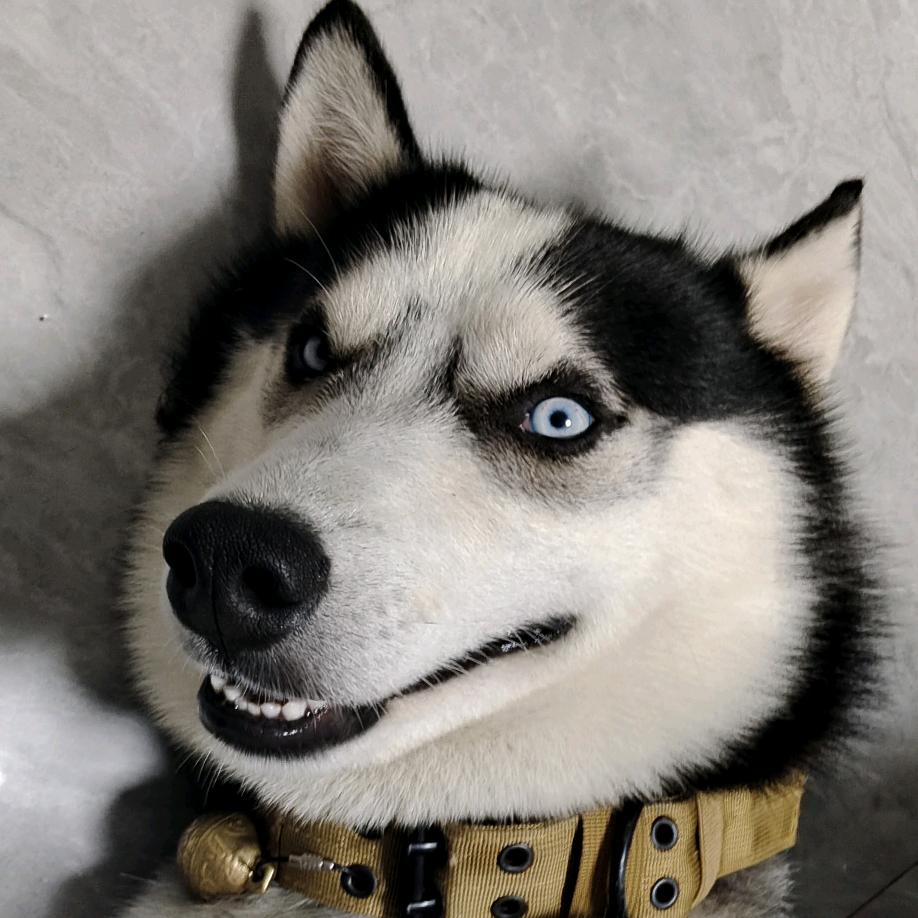 拆家队长🐶