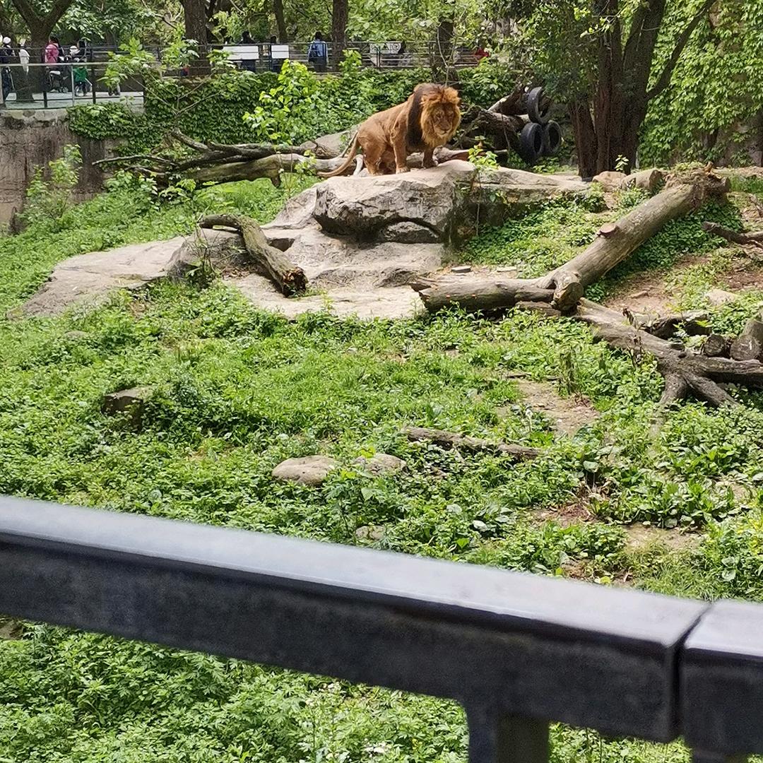 彪