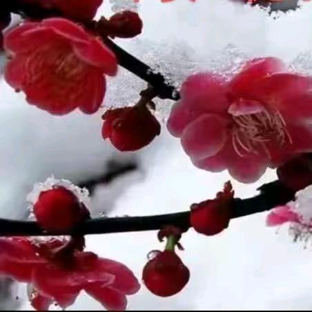 梅花山。