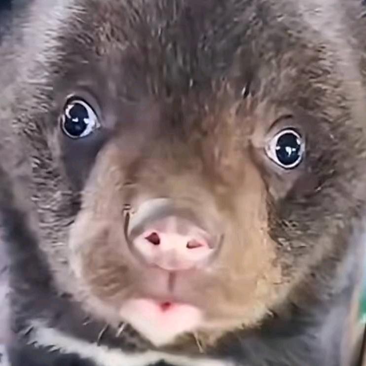 谁能请我吃汉堡