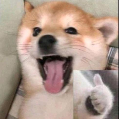 狐狸终于漏出了它的破腚头像