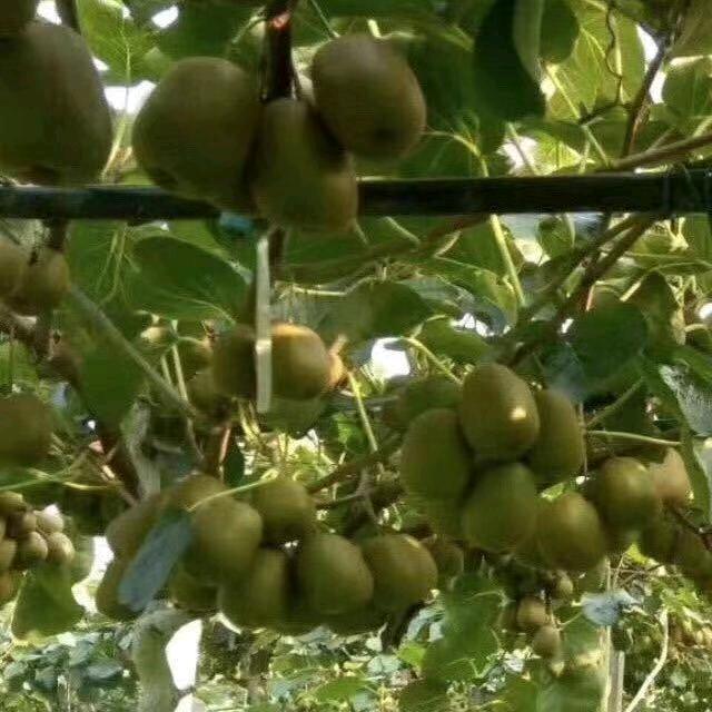 心里咨询师