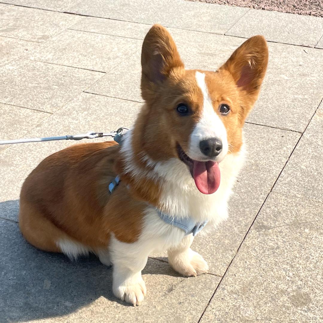 C丶毛毛°🐾