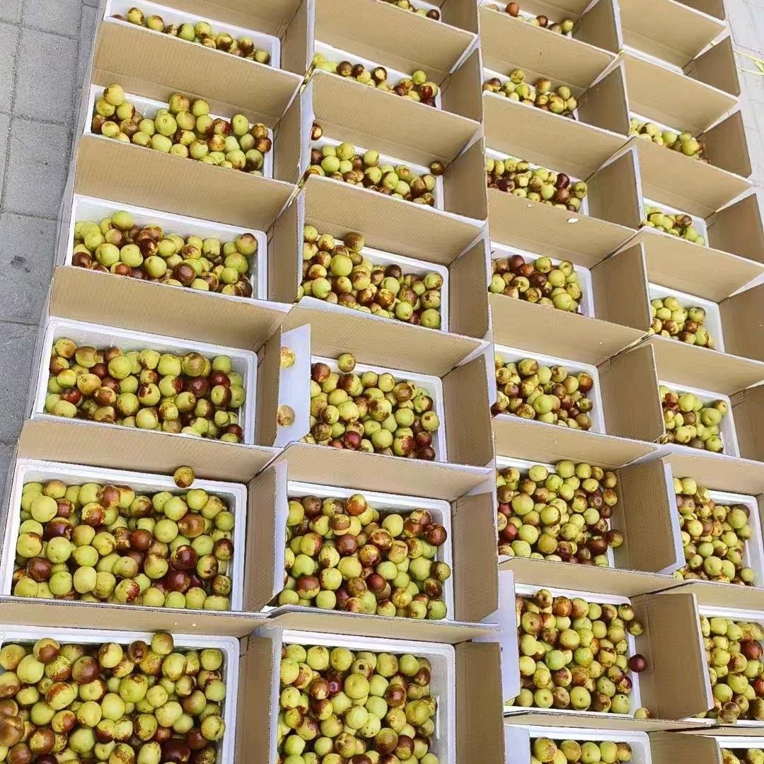 是冬枣诶(๑><๑）