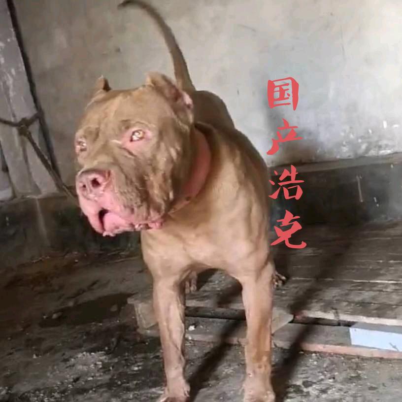 镇雄猛犬比特—小超