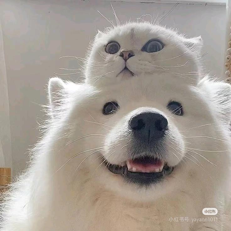 铲屎官的小帮手