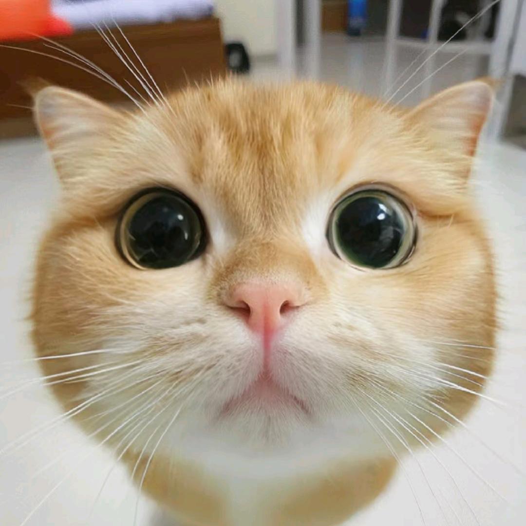 艳艳有点甜