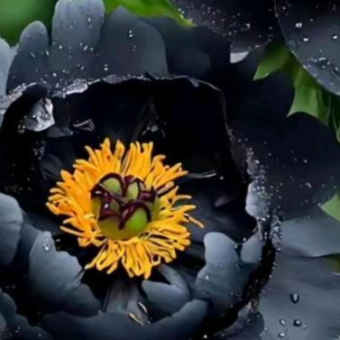 惜缘(夏曰的炎阳)