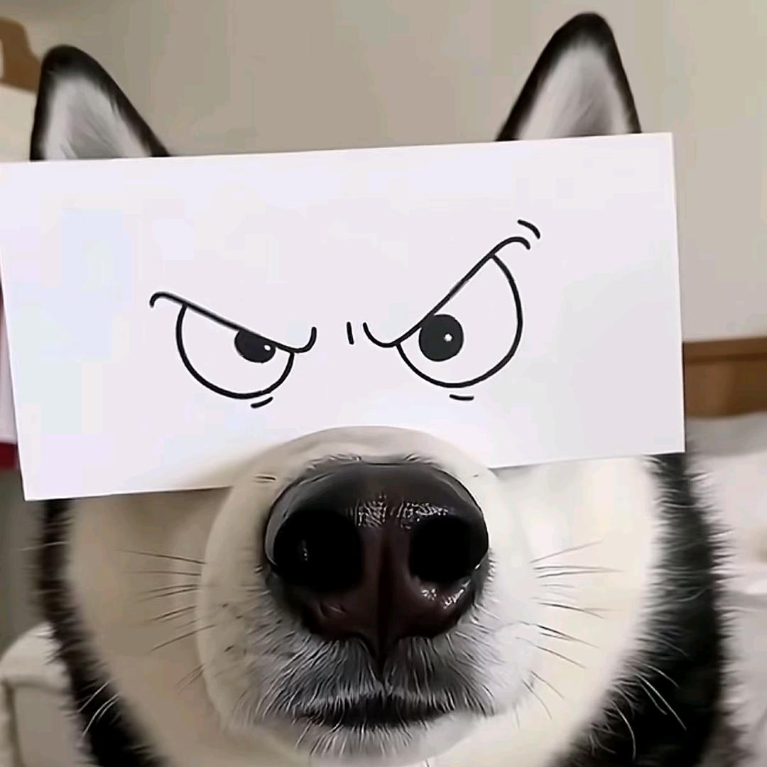 奇奇哈尔