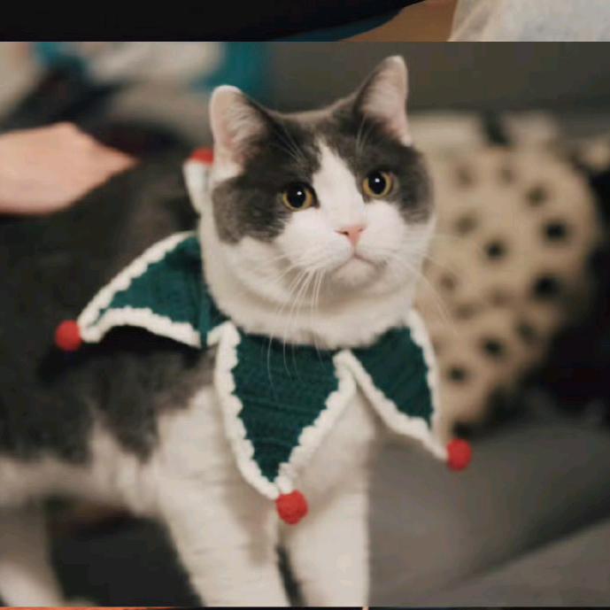 社恐的小七（探索美食版）