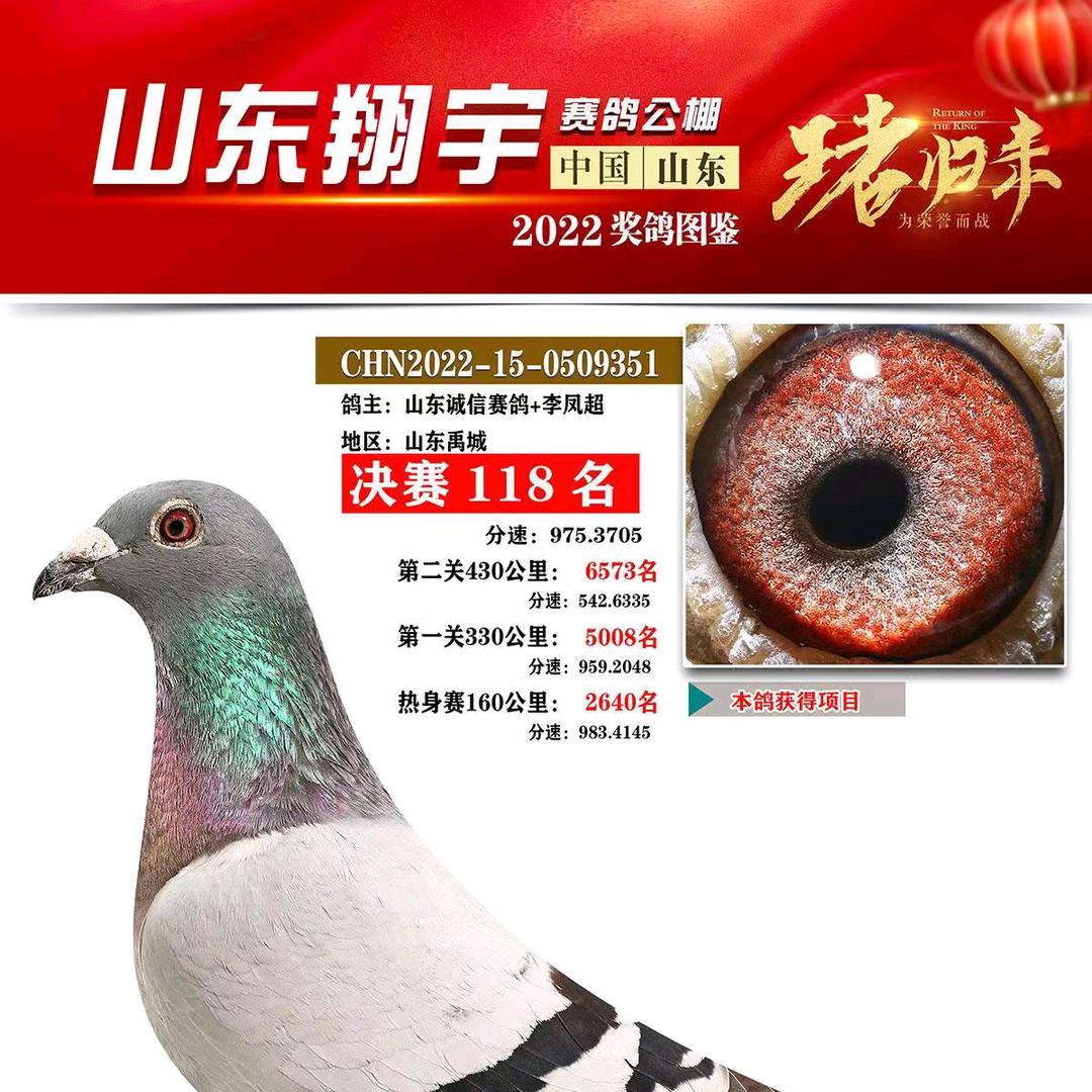 山东诚信赛鸽！