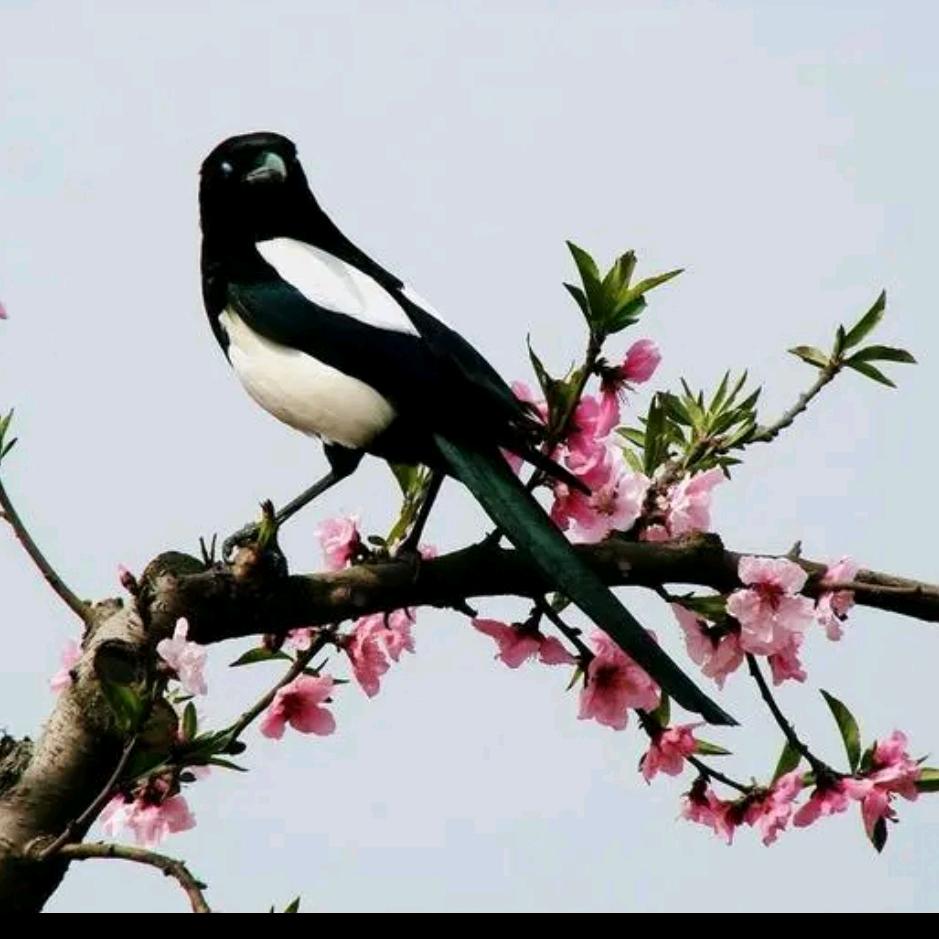 米汤Tuo馍