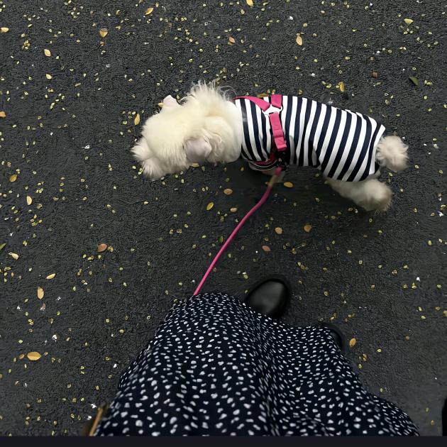 小乖