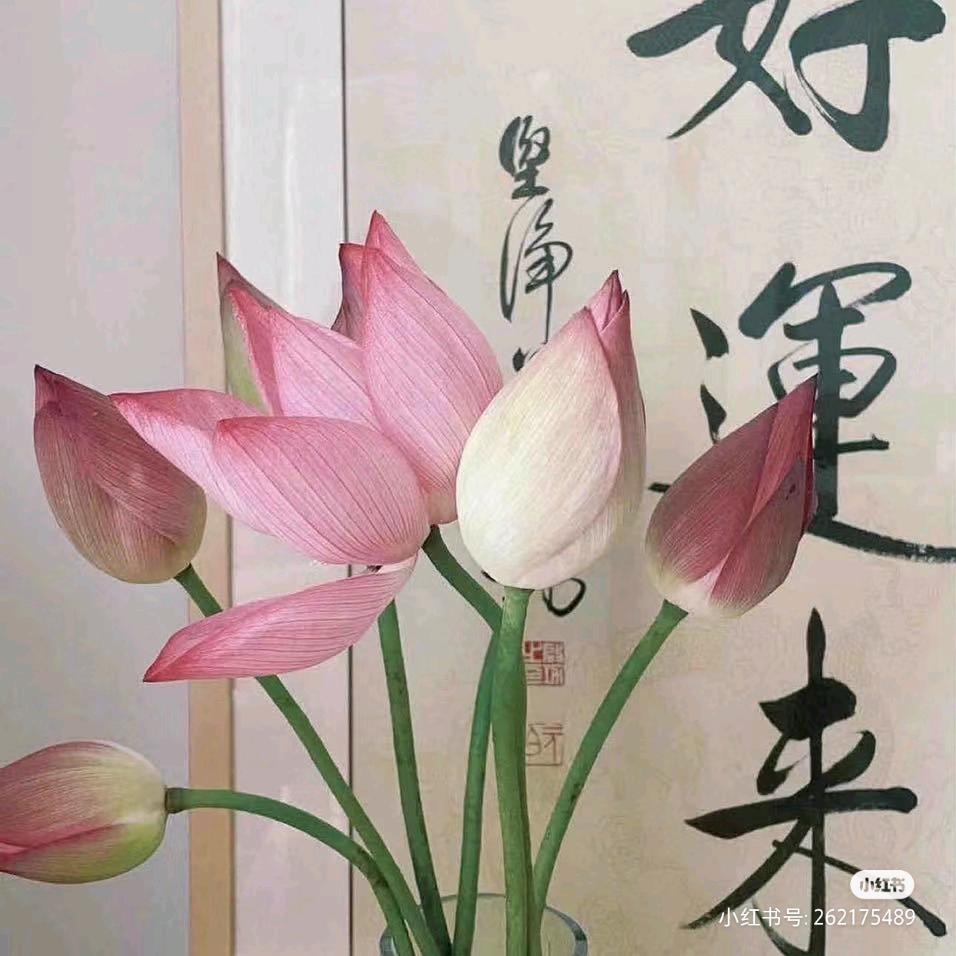 🪷荷气生财