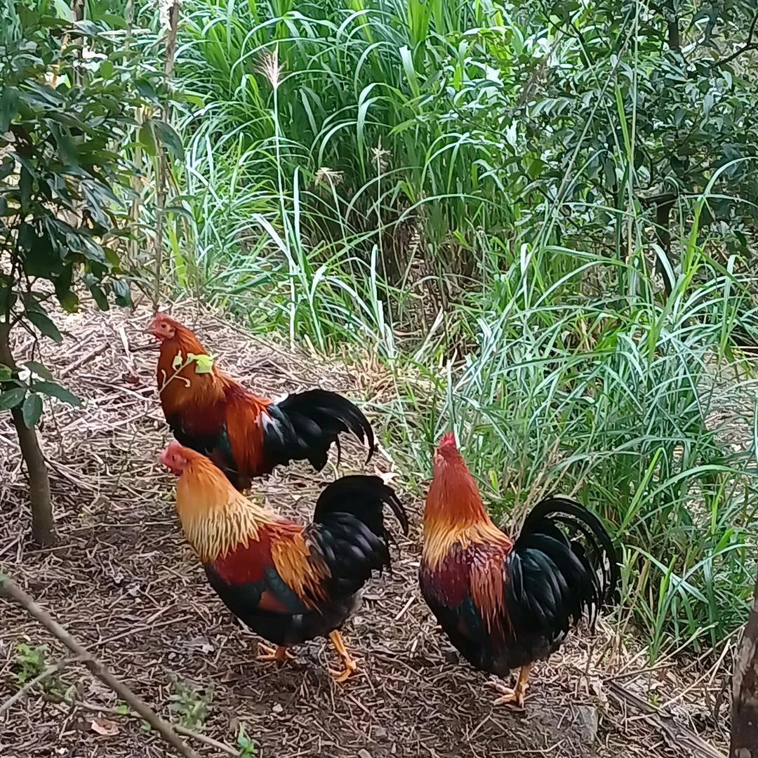 牧草喂养土鸡土鸭